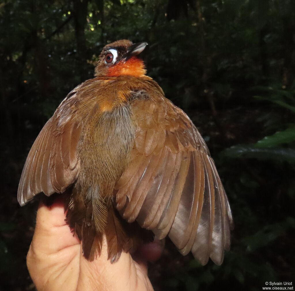 Fourmilier à gorge rousse femelle adulte