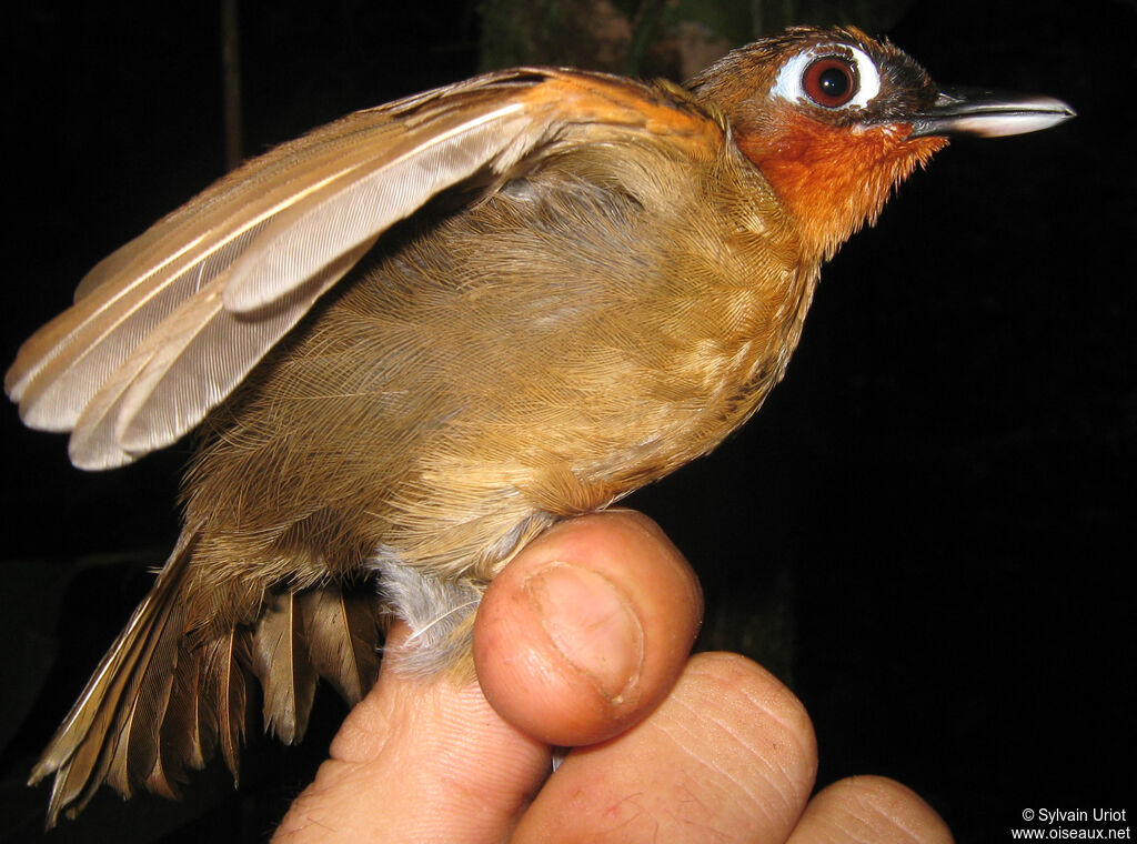 Rufous-throated Antbird