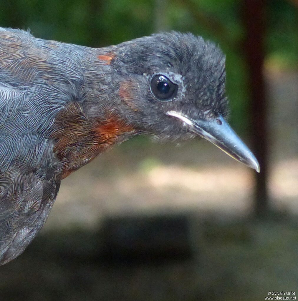 White-plumed Antbirdjuvenile