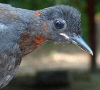 White-plumed Antbird