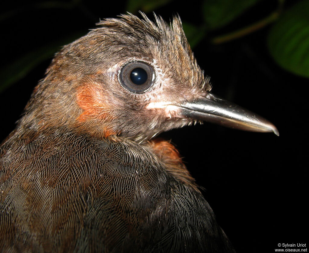 White-plumed Antbirdjuvenile