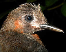 White-plumed Antbird