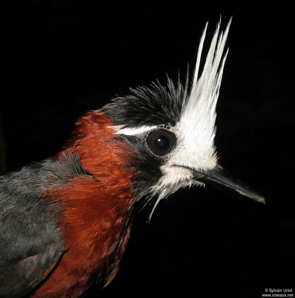 White-plumed Antbirdadult