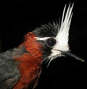 White-plumed Antbird