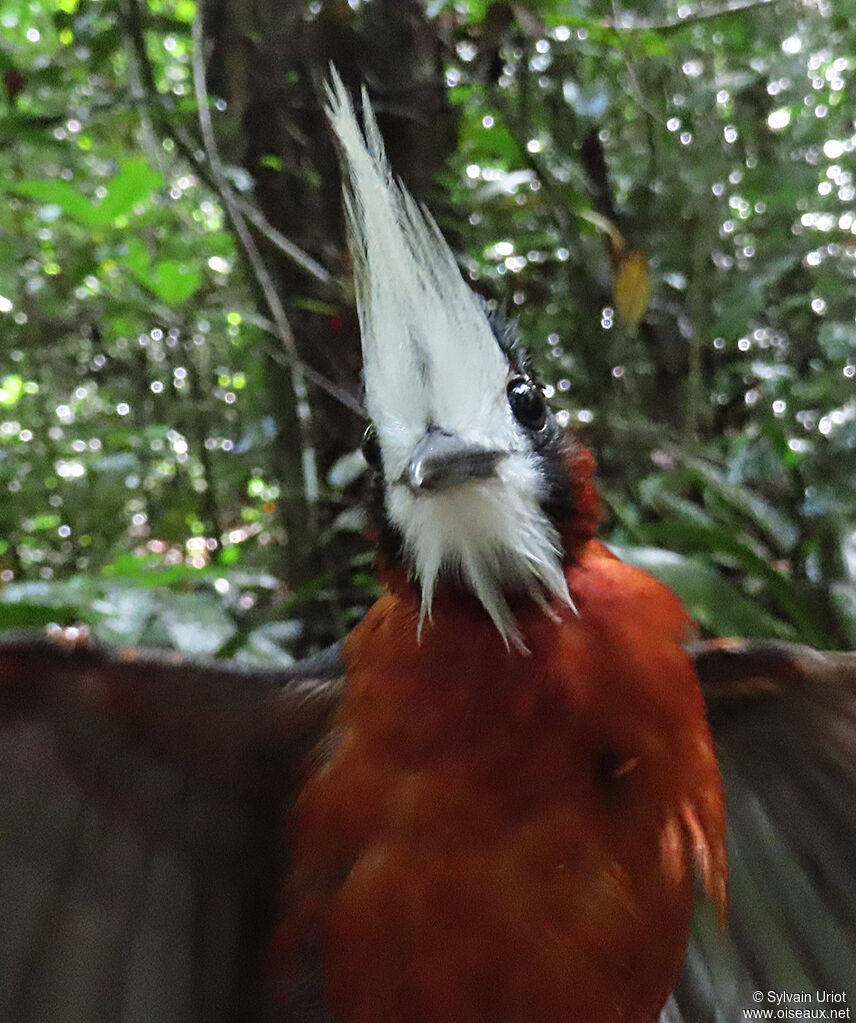 White-plumed Antbirdadult