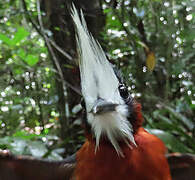 White-plumed Antbird