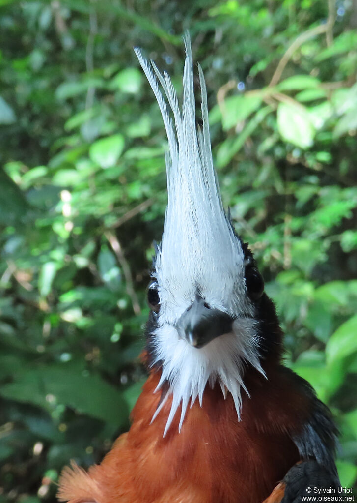 White-plumed Antbirdadult