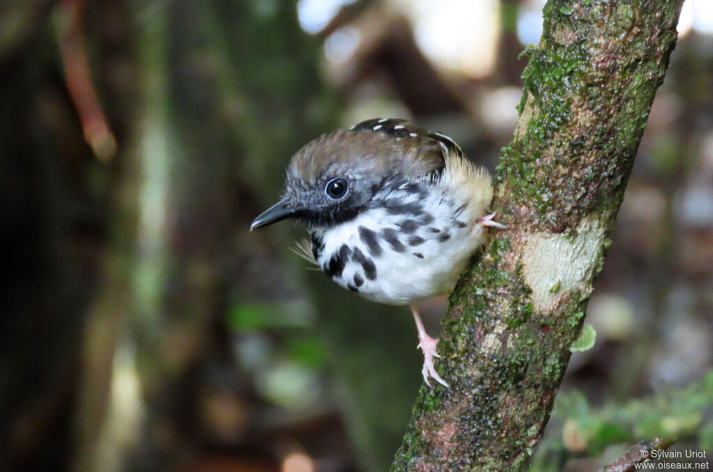 Spot-backed Antbird male adult