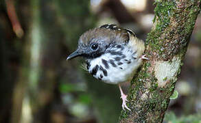 Spot-backed Antbird