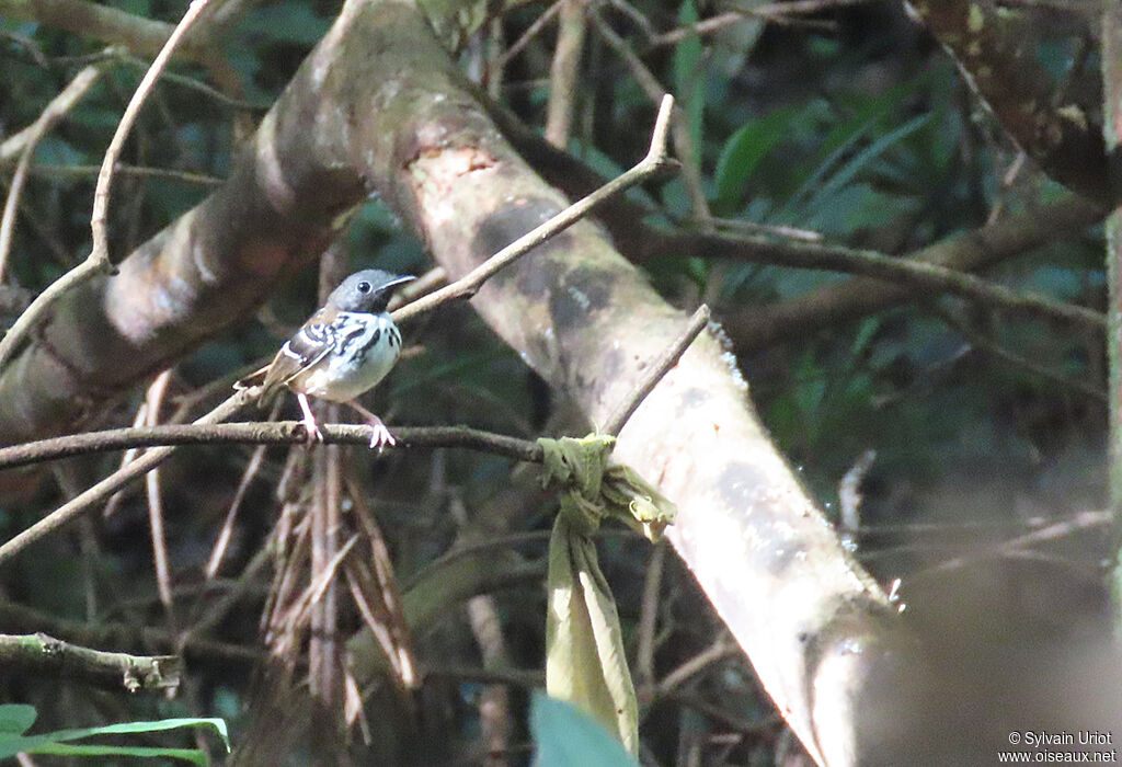 Spot-backed Antbird male adult