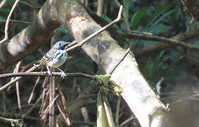 Spot-backed Antbird