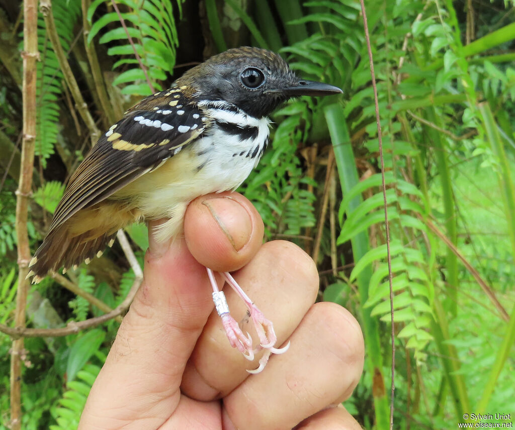 Spot-backed Antbird male adult