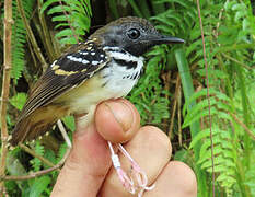 Spot-backed Antbird