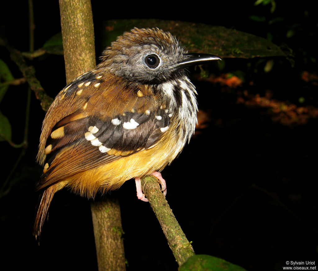 Spot-backed Antbird male adult