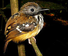 Spot-backed Antbird