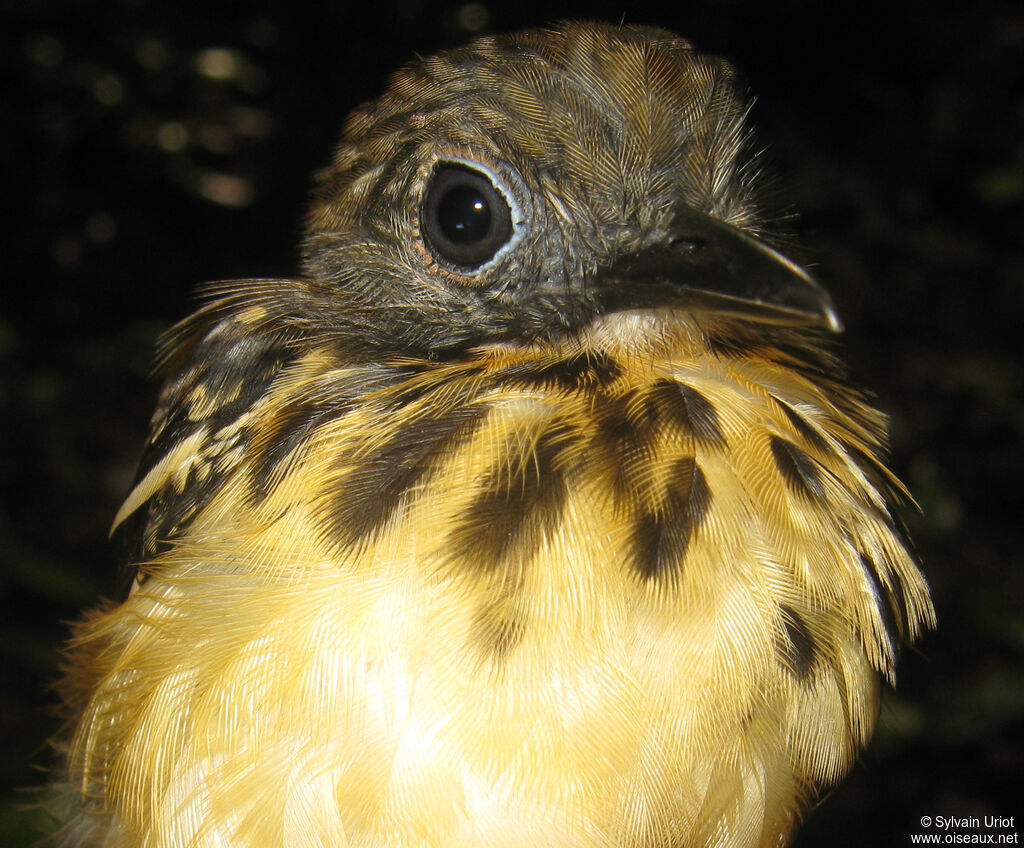 Spot-backed Antbird female adult