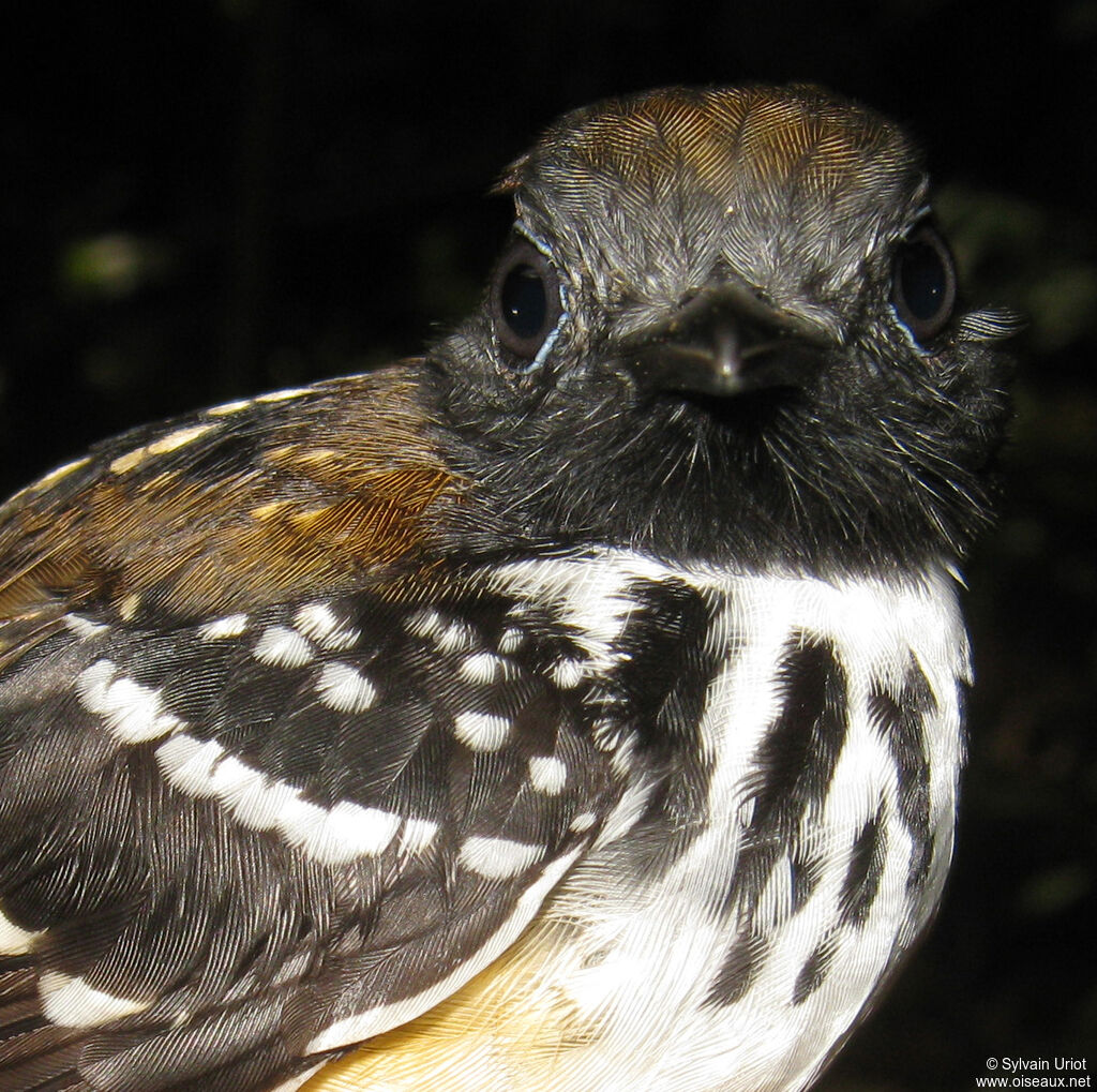 Spot-backed Antbird male adult