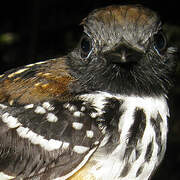 Spot-backed Antbird