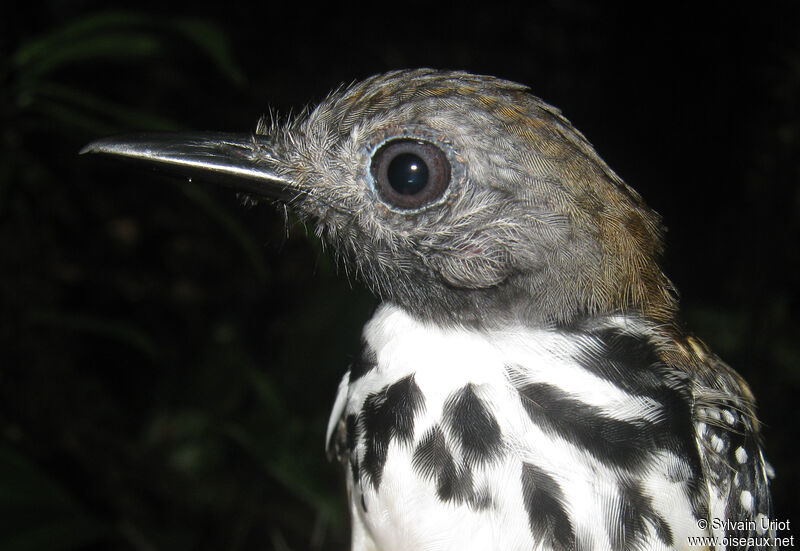Spot-backed Antbird male adult