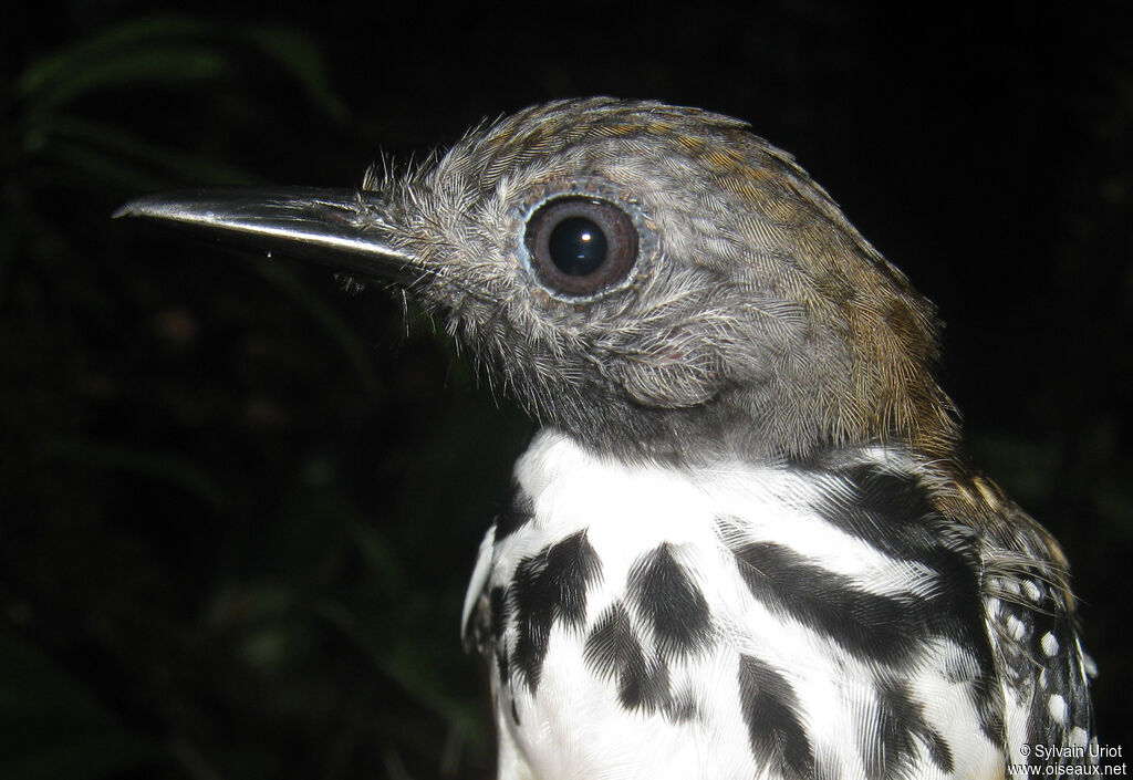 Spot-backed Antbird male adult