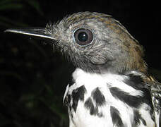 Spot-backed Antbird