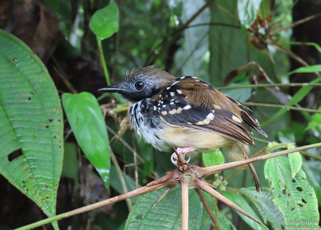 Spot-backed Antbird male adult