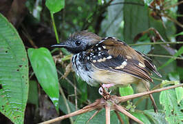 Spot-backed Antbird