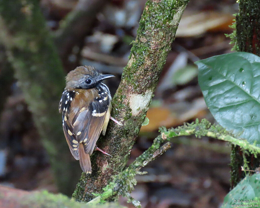 Spot-backed Antbird male adult