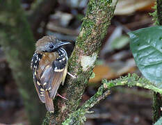 Spot-backed Antbird