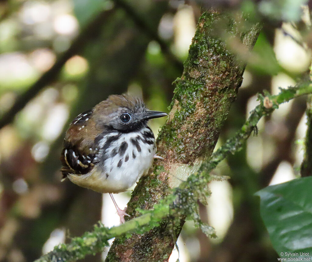 Spot-backed Antbird male adult