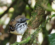 Spot-backed Antbird