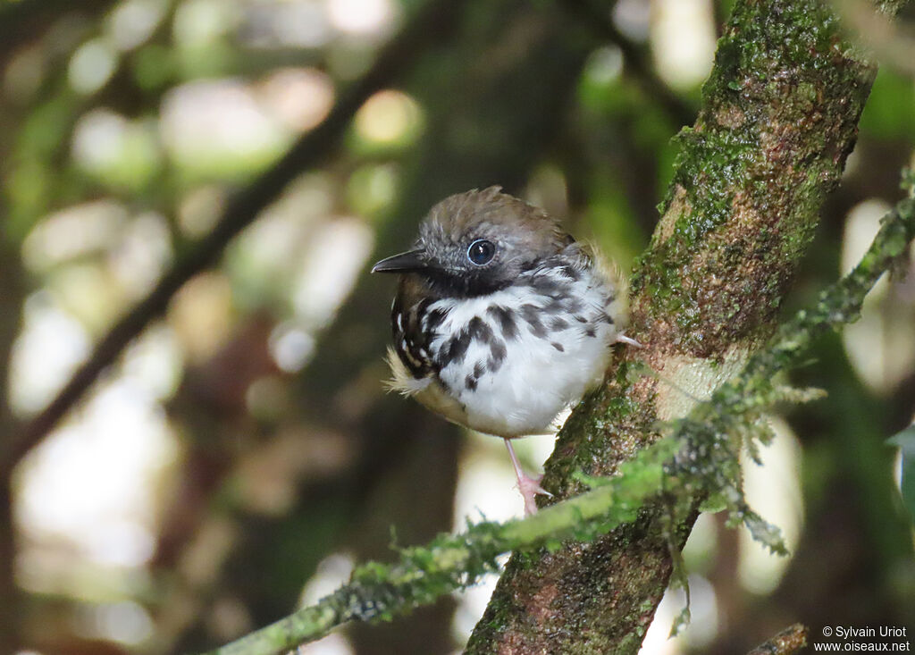 Spot-backed Antbird male adult