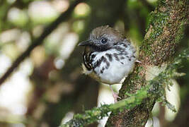 Spot-backed Antbird