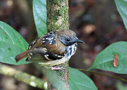 Spot-backed Antbird