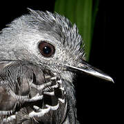 Common Scale-backed Antbird