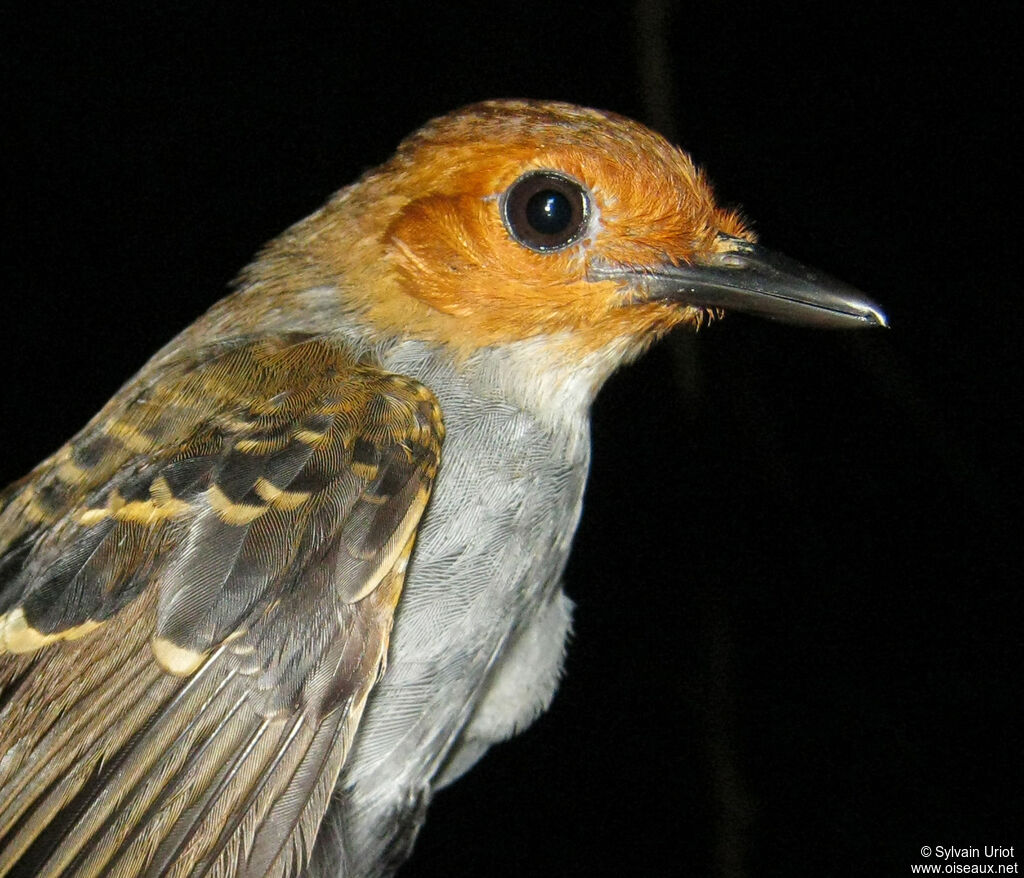 Common Scale-backed Antbird female adult