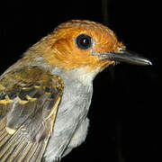 Common Scale-backed Antbird