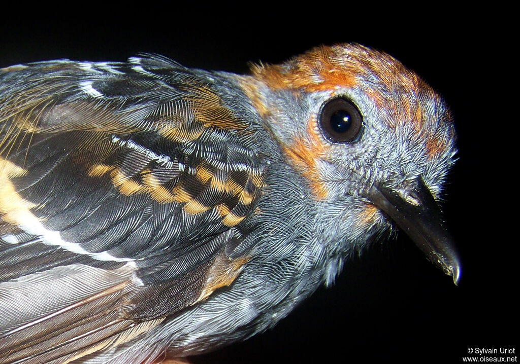 Common Scale-backed Antbird male immature