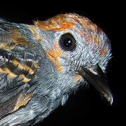 Common Scale-backed Antbird