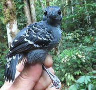 Common Scale-backed Antbird