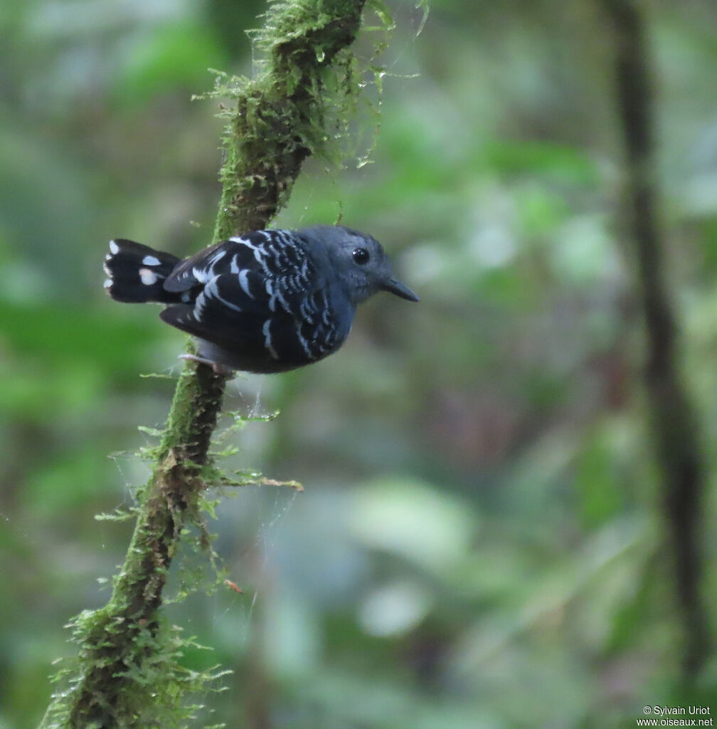 Common Scale-backed Antbird male adult