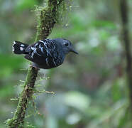 Common Scale-backed Antbird