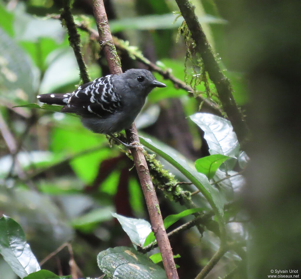 Common Scale-backed Antbird male adult