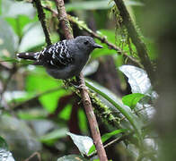 Common Scale-backed Antbird