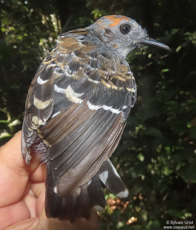 Common Scale-backed Antbird male First year