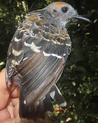 Common Scale-backed Antbird