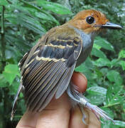 Common Scale-backed Antbird