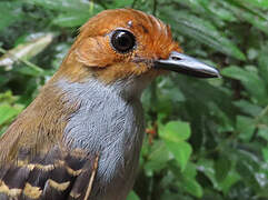 Common Scale-backed Antbird