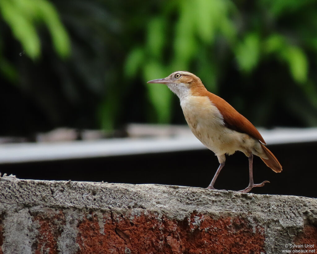 Pale-legged Horneroadult