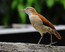 Pale-legged Hornero